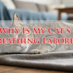 Why Is My Cat's Breathing Labored