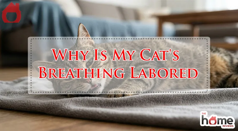 Why Is My Cat's Breathing Labored