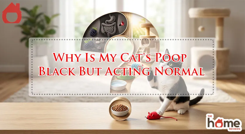 Why Is My Cat's Poop Black But Acting Normal